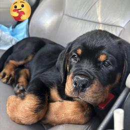 Rottweiler Puppies from GrowlHausRotts