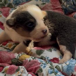 Sabrina - Gray and white female American Corgi puppy in Graham, Texas from Wild West Corgis