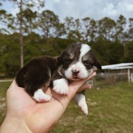 Mocha - Black and tan Pembroke Welsh Corgi puppy in Windermere, Florida from Canaan Farm Corgis