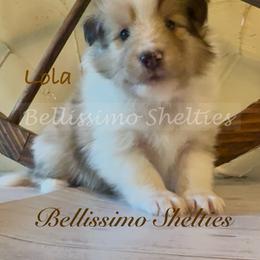Lola - Sable merle and white female Shetland Sheepdog puppy in Idaho from Bellissimo Shelties