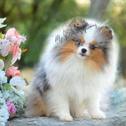 Opal - Pomeranian