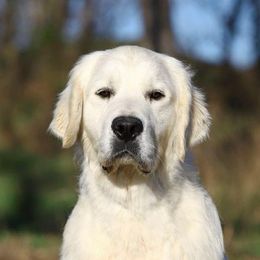 Benya - Golden Retriever