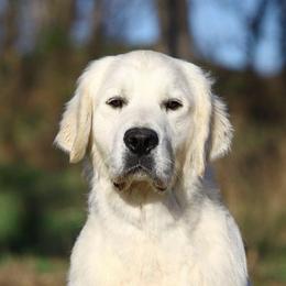 Benya - Golden Retriever