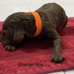 Poodle Puppies from Rock Creek Royal Poodles