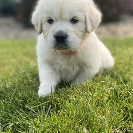 Golden Retriever Puppies from Luckie Puppies
