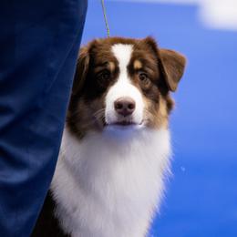 Pretzel - Australian Shepherd