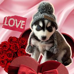 Frost - Wolf sable male Pomsky puppy in Venus, Pennsylvania from Hemlock Pines Pomsky
