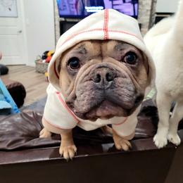 French Bulldogs from Spinner puppies