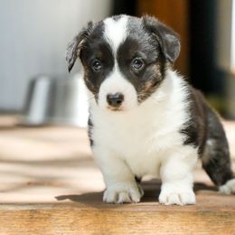 Kismet - Black and tan female American Corgi puppy in Plains, Montana from Diamond Corgis