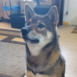 Ryūjō - Shiba Inu