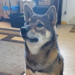 Ryūjō - Shiba Inu