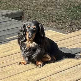 Luna - Dachshund