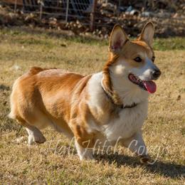 Pembroke Welsh Corgi All Grown Up from Early Spring Corgis