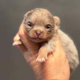 Pomeranian puppies from Exotic City Pomeranians and chihuahuas