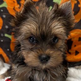 Raz - Black and gold male Yorkshire Terrier puppy in Lexington, North Carolina from Silver Valley Yorkies