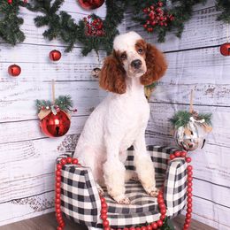 Walter - Poodle