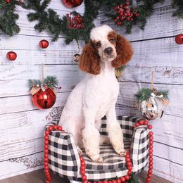 Walter - Poodle