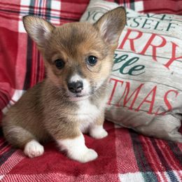 Olive - Sable female Pembroke Welsh Corgi puppy in Champaign, Illinois from McGovern Family Corgis