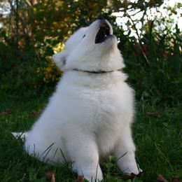 Samoyed Puppies from Velvet Sky