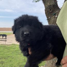 "Gerard - 5 Week Old Long Coat Male" German Shepherd Puppies from Von Falkenberg German Shepherds