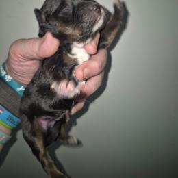 Bam Bam black tri girl - Black tri female Toy Australian Shepherd puppy in Madisonville, Tennessee from LaRose Farms Kennels