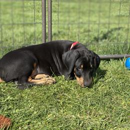 Doberman Pinscher Puppies from Jensen Dobermans