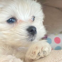 Maltese and Morkies from Bernee’s Babies