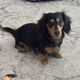 Opal - Dachshund