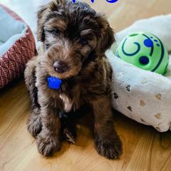 Bernedoodle and Whoodle Puppies from Fleury Farm Doodles NC