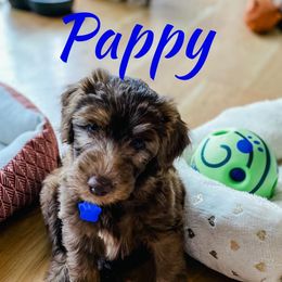 Bernedoodle and Whoodle Puppies from Fleury Farm Doodles NC