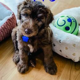 Bernedoodle and Whoodle Puppies from Fleury Farm Doodles NC