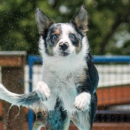 Border Collies from Border Collie dei Fanelli