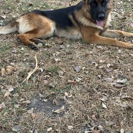 Huck - German Shepherd