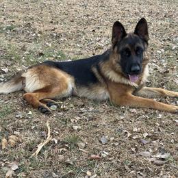Huck - German Shepherd