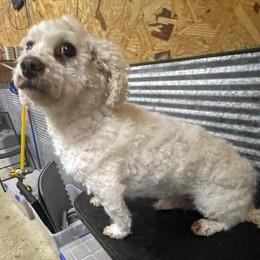 Buster - White male Bichon Frise puppy in Cave City, Kentucky from Loretta's Pups