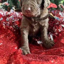 Goldendoodle Puppies from Sweetgrass Goldendoodles of Moncks Corner