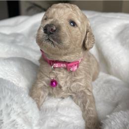 Katie - Caramel ice female Australian Labradoodle puppy in San Antonio, Texas from I Love U Back Labradoodles, LLC