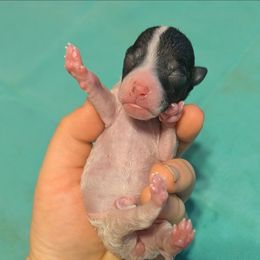 Cranberry - White and black female American Hairless Terrier puppy in Phoenix, Arizona from Bare Valley