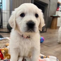Nova - Light golden female Golden Retriever puppy in Shingle Springs, California from Creamy Retrievers