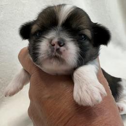 Shih Tzu Puppies from Little Miracles Shih Tzu