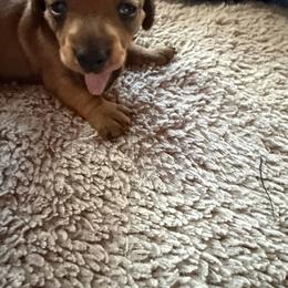 Alexis - Sable female Dachshund puppy in Madisonville, Texas from Little B’s Dachshund Farm