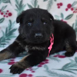 Pink Boy - Bi-color male German Shepherd puppy in Grants Pass, Oregon from Granville German Shepherds