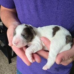 Daffodil - Merle female Bernedoodle puppy in Blackfoot, Idaho from Draper Mountain Doodles