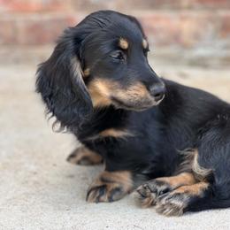 Tripp - Black and cream male Dachshund puppy in Oklahoma City, Oklahoma from OkieDoxieland Dachshunds