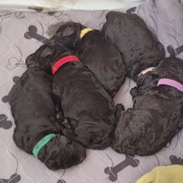 Poodle Puppies from Canterland Farm