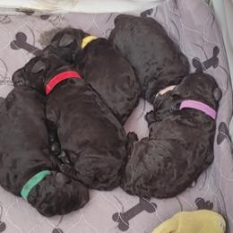 Poodle Puppies from Canterland Farm