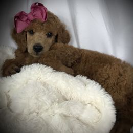 Poodle Puppies from Prissy Pants Poodles LLC