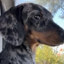 Dachshunds and Pomeranians from Purebred Pawprints