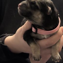 Lt pink collar - Black and tan female German Shepherd puppy in Falcon, Missouri from K2D2 Farm
