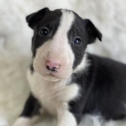 Bull Terrier and Poodle Puppies from The Dynasty